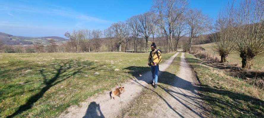 Hundetreffen-Kleinhundetreff Kassel Buga & Auepark-Bild