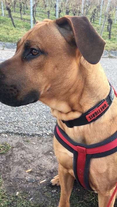 Mischlingshunde Foto Aufruf-Beitrag-Bild