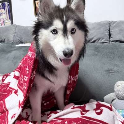 Hundetreffen-Spieltreff im Riemer Park-Bild