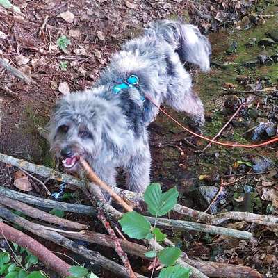 Hundetreffen-Junghundetreffen in Rottenburg-Profilbild