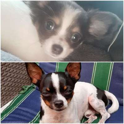 Wo sind die Chihuahua Besitzer ?-Beitrag-Bild