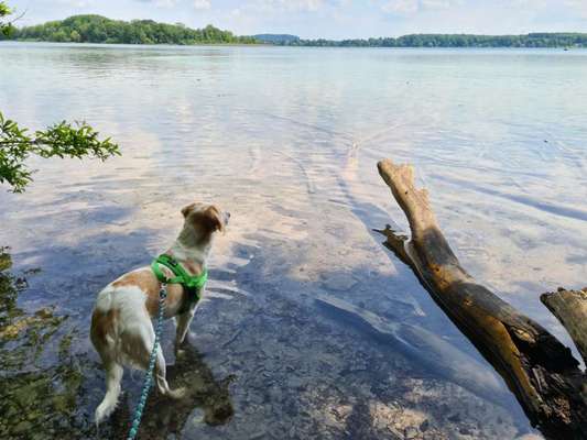 Die Dogorama Wochen Challenge: “Dein Hund im Urlaub”-Beitrag-Bild