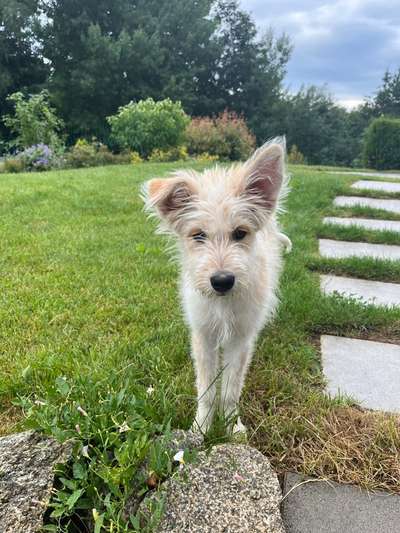 Hundetreffen-Welpentreff zum Spielen 🐾🐶-Bild