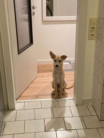 "Mischlings"ohren-Beitrag-Bild