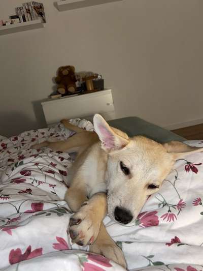 Darf der Hund bei Euch im Bett schlafen?-Beitrag-Bild