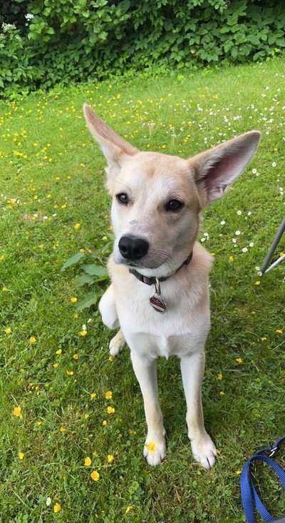 Auslandstierschutz-Beitrag-Bild