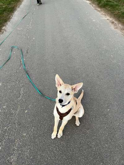 Anny X Geschirr-Beitrag-Bild