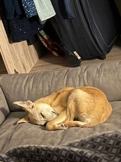 Welpen Bilder !-Beitrag-Bild