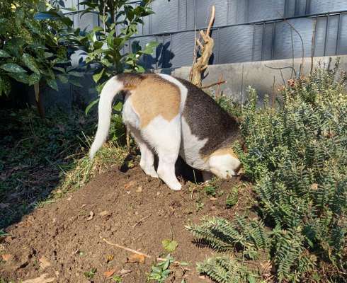 Die Dogorama Monats Challenge "Es grünt und blüht"-Beitrag-Bild