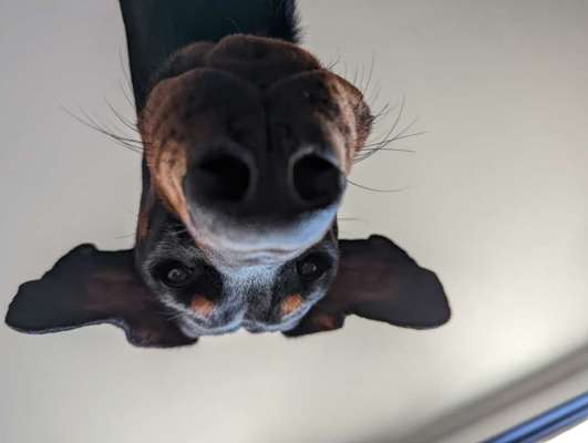 Zeigt mir die tollste Nahaufnahme von eurer Fellnase-Beitrag-Bild