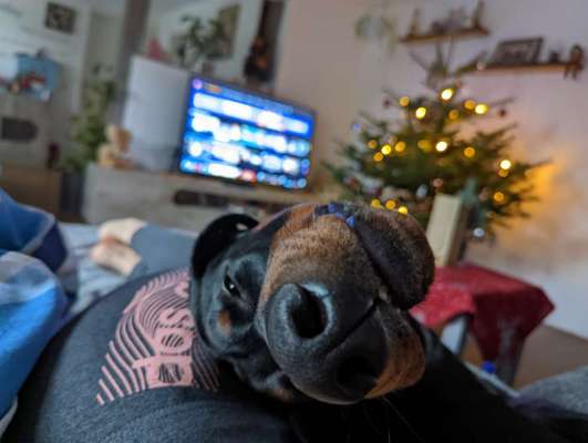 Zeigt mir die tollste Nahaufnahme von eurer Fellnase-Beitrag-Bild