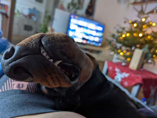 Zeigt mir die tollste Nahaufnahme von eurer Fellnase-Beitrag-Bild