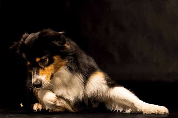 Dogorama Photo Challenge - Portrait-Beitrag-Bild