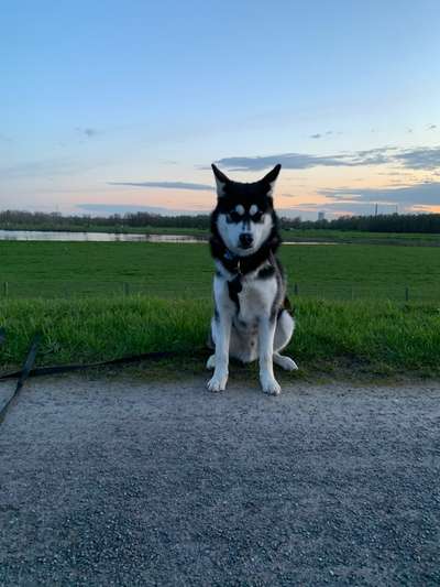 Husky-Beitrag-Bild