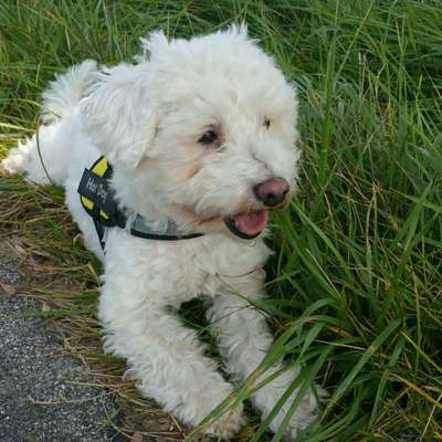 Zeigt her eure Pudel und Pudelmischlinge (:-Beitrag-Bild