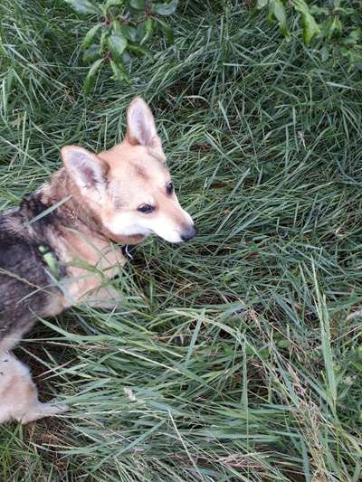 Wo habt ihr eure Hunde her ?-Beitrag-Bild