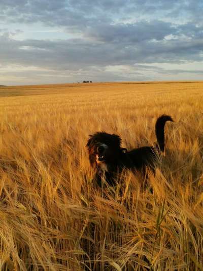 Hundetreffen-Wandern/Gassi/Social Walk-Bild