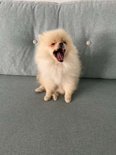 Fotochallenge Nr. 47 - Zeigt die Zähne-Beitrag-Bild