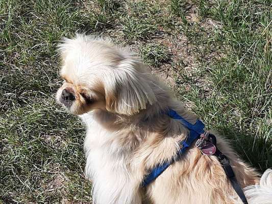 Dein Hund im Dogorama-Kalender 2021-Beitrag-Bild