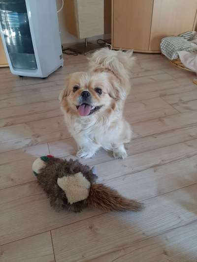 Dein Hund im Dogorama-Kalender 2021-Beitrag-Bild