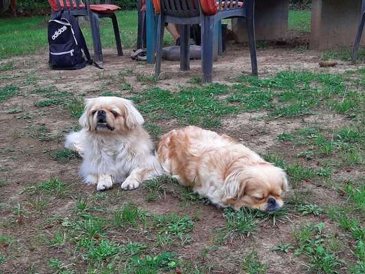 Dein Hund im Dogorama-Kalender 2021-Beitrag-Bild