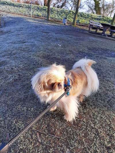 Dein Hund im Dogorama-Kalender 2021-Beitrag-Bild