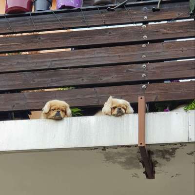 Dein Hund im Dogorama-Kalender 2021-Beitrag-Bild