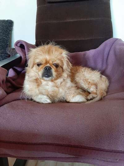 Dein Hund im Dogorama-Kalender 2021-Beitrag-Bild