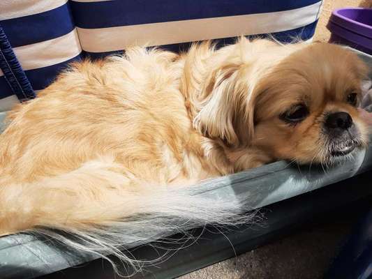 Dein Hund im Dogorama-Kalender 2021-Beitrag-Bild