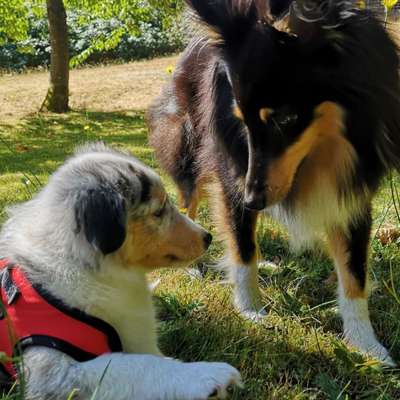 Hundetreffen-Welpentreff im Kasbruchtal und Umgebung-Profilbild