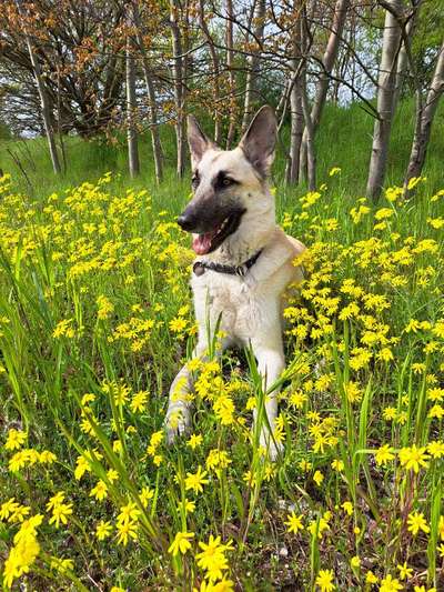 9.Farben-Fotochallenge            Gelb-Beitrag-Bild