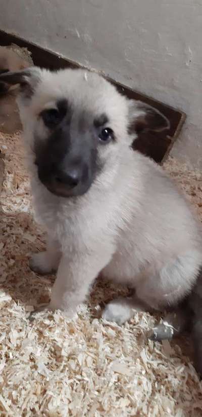 Welpen Bilder !-Beitrag-Bild