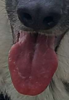 Dogorama Photo Challenge - Details Ganz nah-Beitrag-Bild