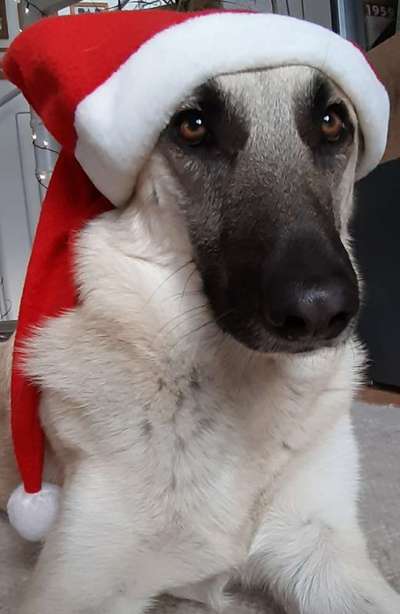 Fotochallange nr. 106
Der geschmückte Hund.-Beitrag-Bild