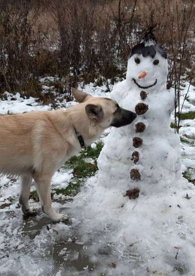 Dogorama Photo Challenge - Winterstimmung-Beitrag-Bild