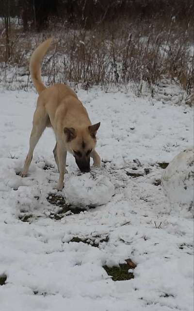 Dogorama Photo Challenge - Es wird nochmal kalt!-Beitrag-Bild