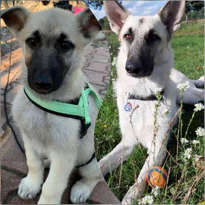 Welpenfotos-Beitrag-Bild