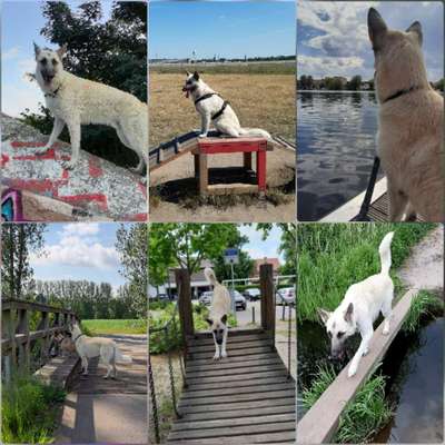 19. Collagen Challenge - Brücken-Beitrag-Bild