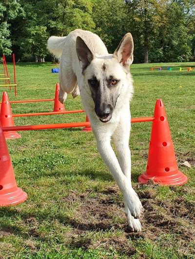 61. Handyfotochallenge - der springende Hund-Beitrag-Bild