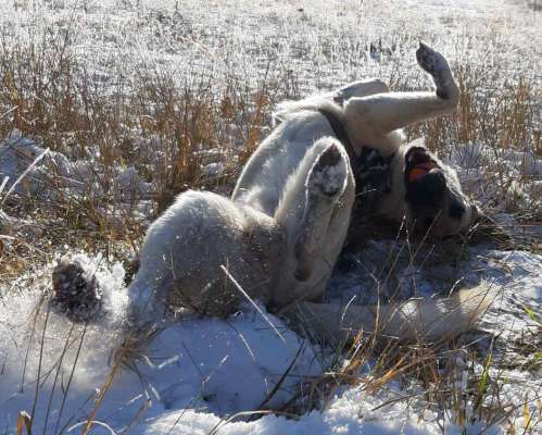 Dogorama Photo Challenge - Wälzen-Beitrag-Bild