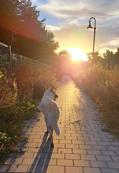 84. Foto-Challenge: In Szene gesetzt - dein Hund im Rampenlicht-Beitrag-Bild