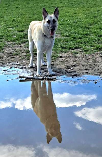 Dogorama Photo Challenge - Spieglein Spieglein . . .-Beitrag-Bild