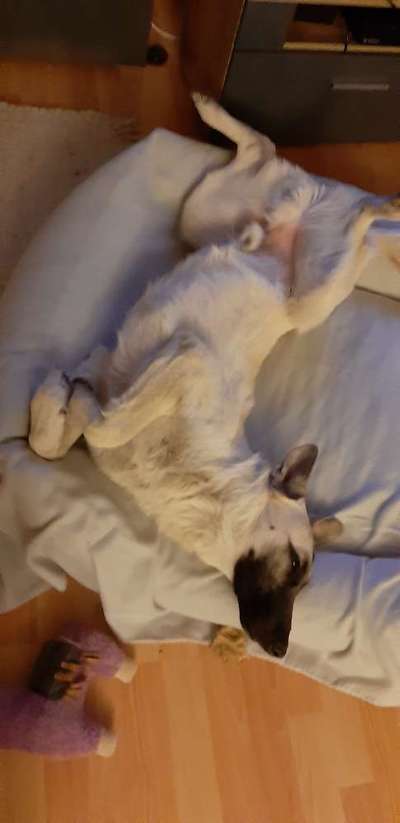 Zeigt mir die lustigsten Schlafpositionen eurer Fellnasen-Beitrag-Bild