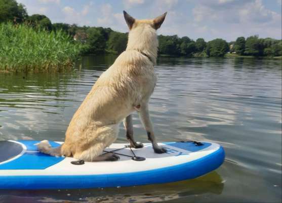 Die Dogorama Wochen Challenge: “Dein Hund im Urlaub”-Beitrag-Bild