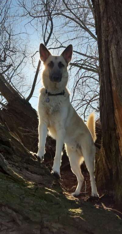 Dogorama Foto Challenge - Bestes gestelltes Bild-Beitrag-Bild