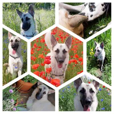 27. Collagen Challenge - Dein Hund mit Blume(n)-Beitrag-Bild