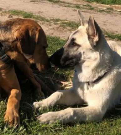 98.Fotochallange  - Hunde zeigen Zuneigung-Beitrag-Bild