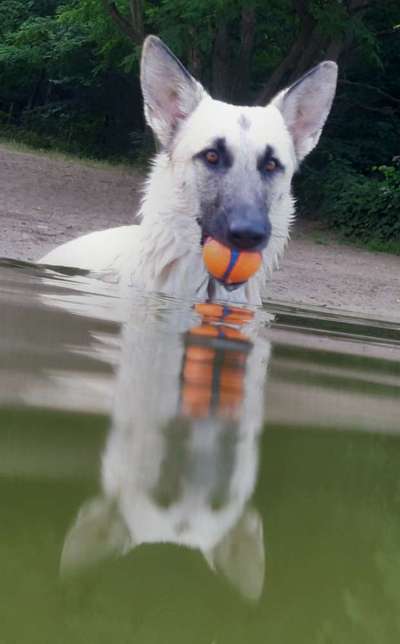 Dogorama Photo Challenge - Pfützen & Spiegelungen-Beitrag-Bild