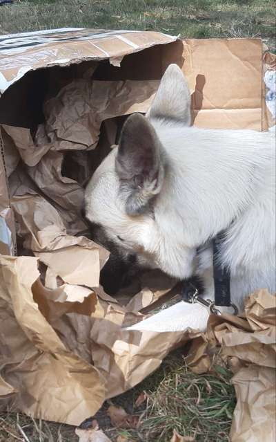 Dogorama Photo Challenge- Der Nase nach-Beitrag-Bild