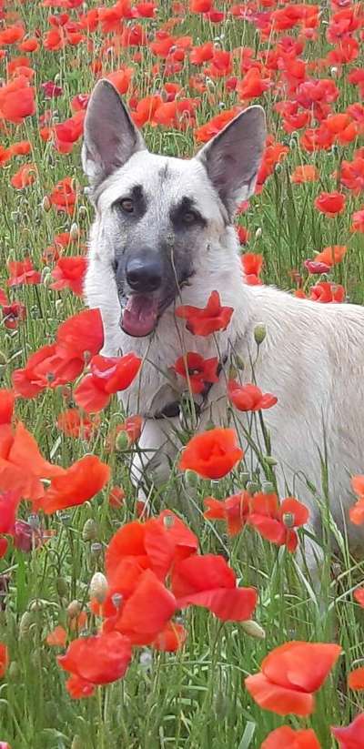 Die Dogorama Monats Challenge "Es grünt und blüht"-Beitrag-Bild